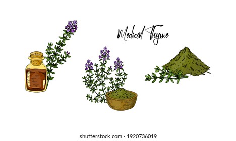 Hand drawn dried thyme with green branches isolated on white background. Vector illustration in colored sketch style.