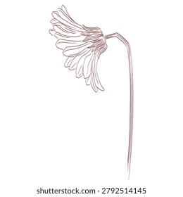 Hand drawn drooping gerbera daisy flower outline illustration. Botanical floral element in line art for wedding invitation, greeting card and stationery design