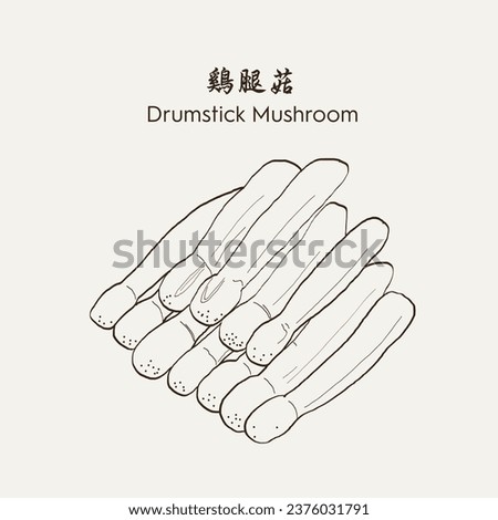 Hand drawn Drumstick Mushroom, Asparagus mushroom 鸡腿菇. Hand drawn vector illustration in sketch style. EPS 10 商業照片 © 