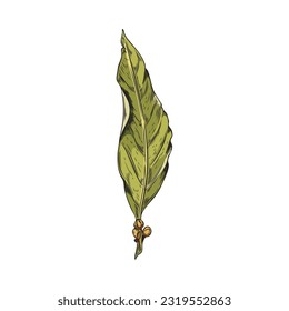 Hand drawn dry bay leaf with pepper, corns. Full color vector realistic sketch illustration of fragrant bay leave with pepper isolated on white background. Herbs, spices, natural flavors concept