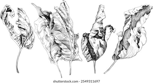 Hand drawn dry leaves set. Black and white engraved ink. Isolated detailed leaf illustration element on white background collection.