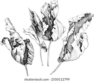 Hand drawn dry leaves set. Black and white engraved ink. Isolated detailed leaf illustration element on white background collection.