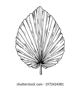 Hand drawn dry palm tree leaf isolated on white. Vector illustration in sketch style.