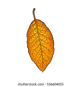 Hand Drawn Dry Tobacco Leaf, Sketch Vector Illustration Isolated On White Background. Realistic Hand-drawing Of Dry Tobacco Leaf, Raw Material For Cigarettes, Cigars Production