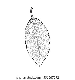 Hand Drawn Dry Tobacco Leaf, Sketch Vector Illustration Isolated On White Background. Realistic Hand-drawing Of Dry Tobacco Leaf, Raw Material For Cigarettes, Cigars Production