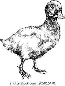 hand drawn duck