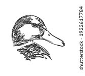 Hand drawn duck animal vector illustration. Sketch isolated on white background with pencil and label banner. duck, vector sketch on a white background