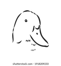 Hand drawn duck animal vector illustration. Sketch isolated on white background with pencil and label banner. duck, vector sketch on a white background