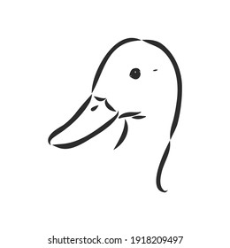 Hand drawn duck animal vector illustration. Sketch isolated on white background with pencil and label banner. duck, vector sketch on a white background