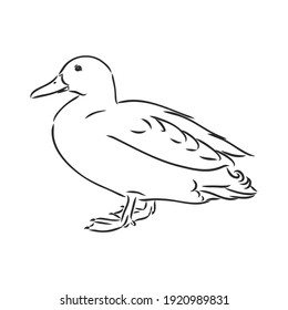 Hand drawn duck animal vector illustration. Sketch isolated on white background with pencil and label banner. duck, vector sketch on a white background