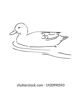 Hand drawn duck animal vector illustration. Sketch isolated on white background with pencil and label banner. duck, vector sketch on a white background