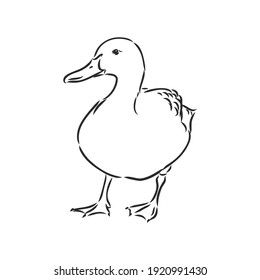 Ilustración del vector animal de pato dibujado a mano. Esbozo aislado en fondo blanco con lápiz y rótulo. patos, esbozo vectorial sobre fondo blanco