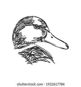 Hand drawn duck animal vector illustration. Sketch isolated on white background with pencil and label banner. duck, vector sketch on a white background
