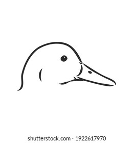 Hand drawn duck animal vector illustration. Sketch isolated on white background with pencil and label banner. duck, vector sketch on a white background