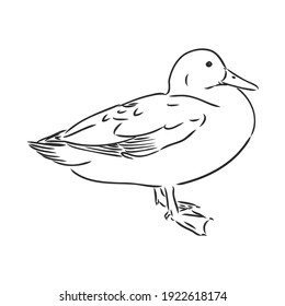 Hand drawn duck animal vector illustration. Sketch isolated on white background with pencil and label banner. duck, vector sketch on a white background