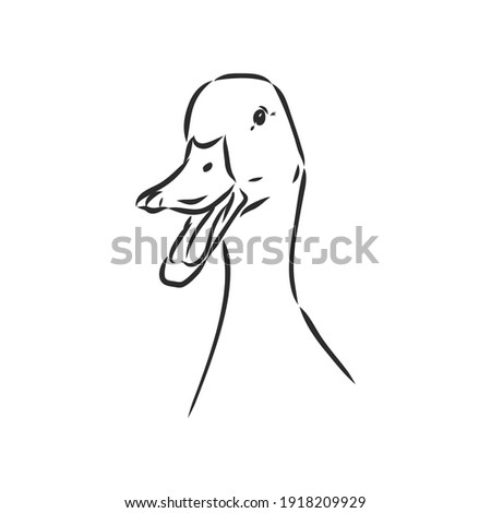 Hand drawn duck animal vector illustration. Sketch isolated on white background with pencil and label banner. duck, vector sketch on a white background