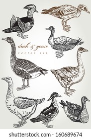 Hand Drawn Duck & Goose Vector Set