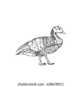 Hand drawn duck, isolated on white, vector illustration
