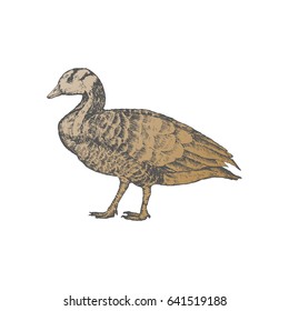 Hand drawn duck, isolated on white, vector illustration