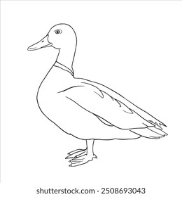 Hand Drawn Duck Outline Drawing