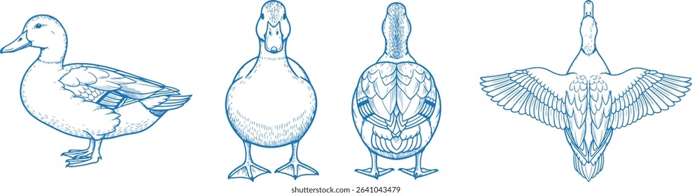 Hand Drawn Duck Vector Illustration with Front, Back, Side and Top Views in Clean Line Art Style for Farm Animal Design, Bird Anatomy Reference, Wildlife Education, and Minimal Graphic Projects

