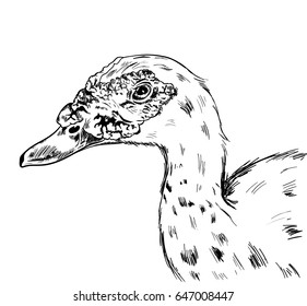 hand drawn duck vector on white background.