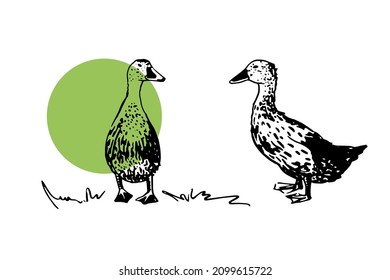 Hand drawn ducks. Vector poultry illustration. Black drawing on white background