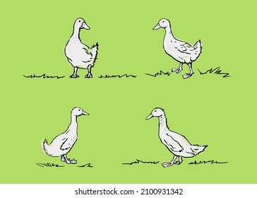 Hand drawn ducks. Vector poultry illustration. Black drawing, white textural silhouette on a green background