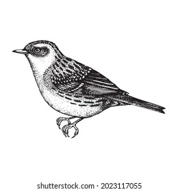 Hand drawn Dunnock vector illustration in engraved style. Perching bird isolated on white background. Hand drawing. Vintage bird sketch. Hedge sparrow outline. 