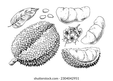 Hand drawn durian fruit harvest elements isolated on white background. Whole and cut durians, leaves, seeds, flowers