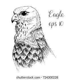 hand drawn eagle head sketch