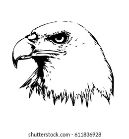 Hand drawn eagle. Natural colors. Illustration.
