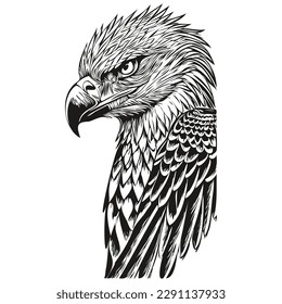 Hand drawn eagle on a white background, bird
