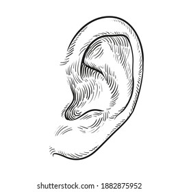 Hand drawn ear isolated on white background. Vector illustration.
