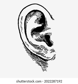 Hand drawn ear isolated on white background. Vector illustration.
