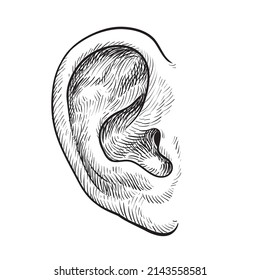 La oreja dibujada a mano aislada sobre fondo blanco. Ilustración vectorial.
