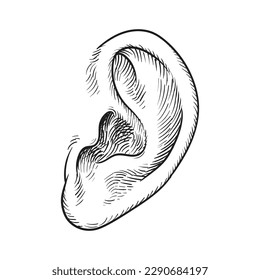 Hand drawn ear isolated on white background. Vector illustration.
