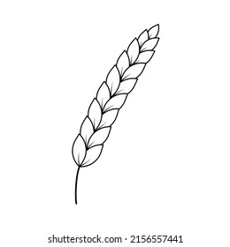 Hand drawn ear of wheat. Black and white sketch of agricultural plant. Barley and rye crop. Isolated vector illustration 