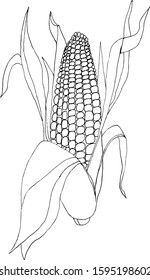 Hand drawn ears of corn. Stock vector illustration