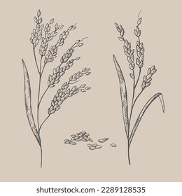 Hand drawn ears of a rice plant. Illustration of branches and grains of rice, dried whole grains. Cereal harvest, agriculture, organic farming, healthy food symbol. Design element. Vector