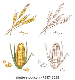 Hand drawn ears of wheat and corn isolated on white background. Organic corn food agriculture, natural plant crop. Vector illustration