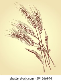 Hand drawn ears of wheat with grains, bakery sketch vector illustration
