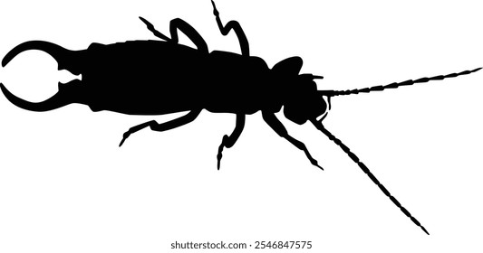 Hand drawn earwig silhouette illustration. Insect animal isolated on white.