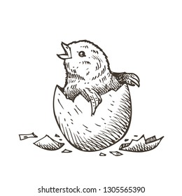 Hand drawn Easter chicken, vector
