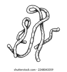 Hand drawn Ebola virus isolated on white background. Realistic detailed scientifical vector illustration in sketch stile