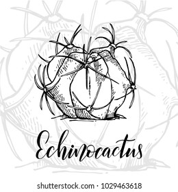 Hand drawn echinocactus horizonthalonius, sketch style vector illustration isolated on white background. Wild floral exotic tropical plant. Black and white of echinocactus, side view.