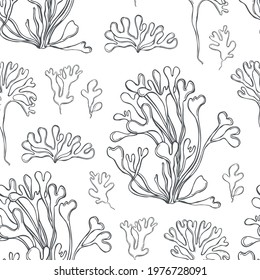 Hand drawn edible  algae. Ahnfeltia plicata ( ahnfeltia plicata seaweed), sea kale. Red algae. Agar agar. Vector  seamless pattern. 