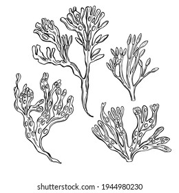 Hand drawn edible  algae. Bladder wrack (Fucus vesiculosus)  on white background.  Vector sketch  illustration.