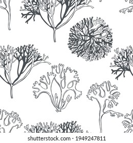 Hand drawn edible  algae. Irish moss or curly chondrus on white background. Vector  seamless pattern. 