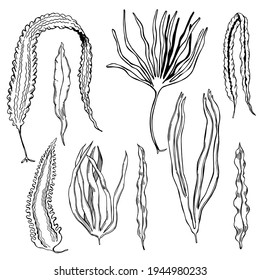 Hand drawn edible  algae. Laminaria set  on white background.  Vector sketch  illustration.